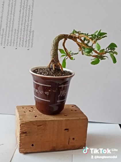 ต้นพุด บอนไฃเทียมงานแฮนด์เมด รูปที่ 6