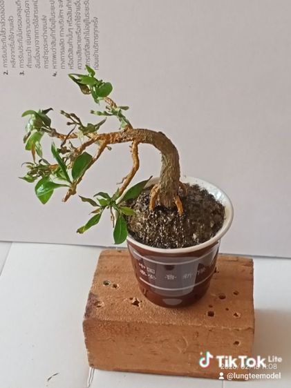 ต้นพุด บอนไฃเทียมงานแฮนด์เมด รูปที่ 11