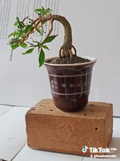 ต้นพุด บอนไฃเทียมงานแฮนด์เมด รูปที่ 5