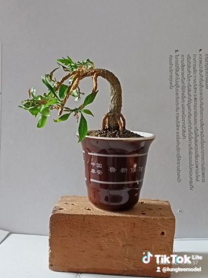 ต้นพุด บอนไฃเทียมงานแฮนด์เมด รูปที่ 2