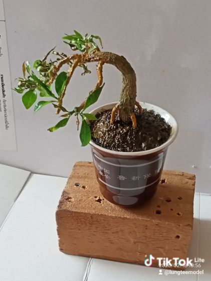 ต้นพุด บอนไฃเทียมงานแฮนด์เมด รูปที่ 8