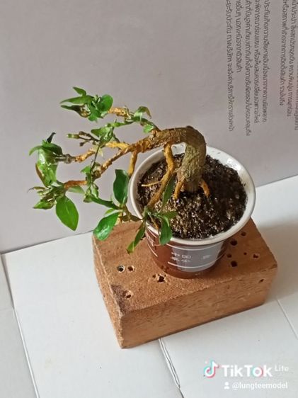 ต้นพุด บอนไฃเทียมงานแฮนด์เมด รูปที่ 9