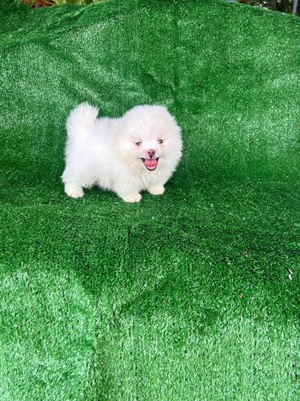 ปอมเมอเรเนียน (Pomeranian) เล็ก ลูกปอมขาวน่ารัก
