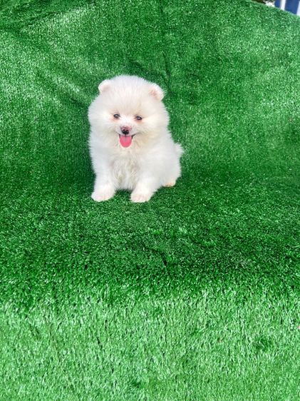 ลูกปอมขาวน่ารัก รูปที่ 6