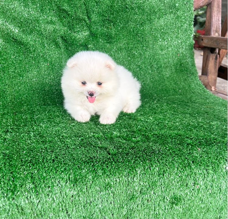 ลูกปอมขาวน่ารัก รูปที่ 5