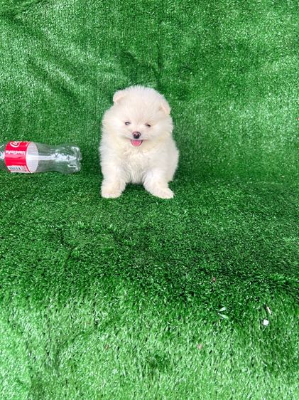 ลูกปอมขาวน่ารัก รูปที่ 3