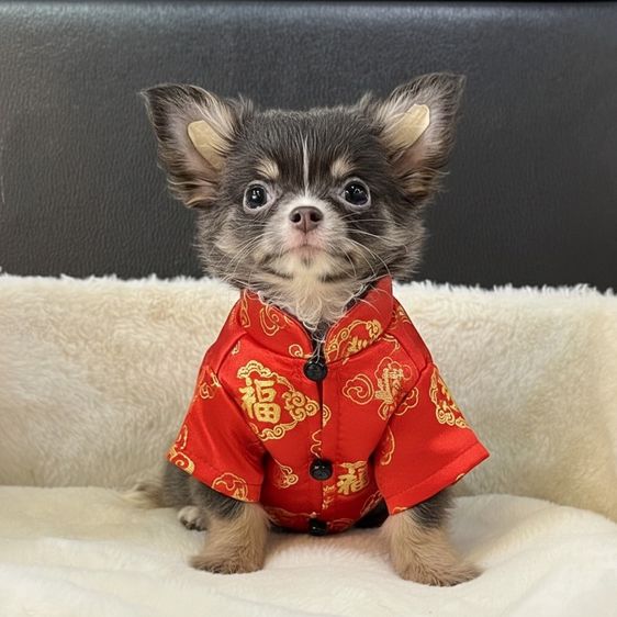 ลูกชิวาวาขนสั้น ขนยาว รูปที่ 5