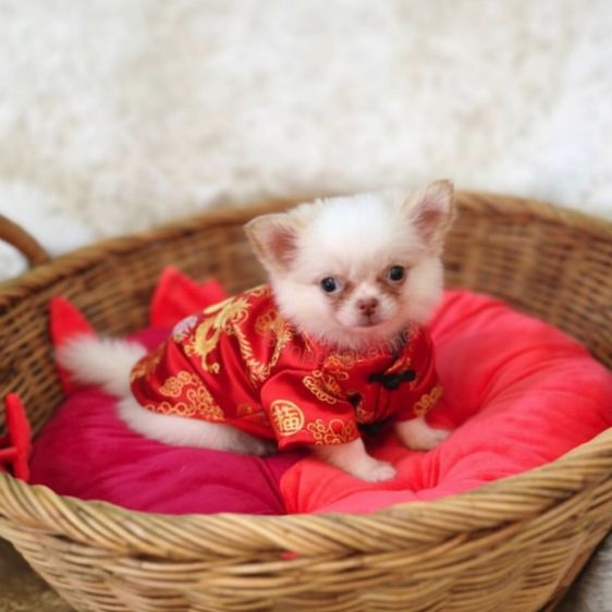 ลูกชิวาวาขนสั้น ขนยาว รูปที่ 7