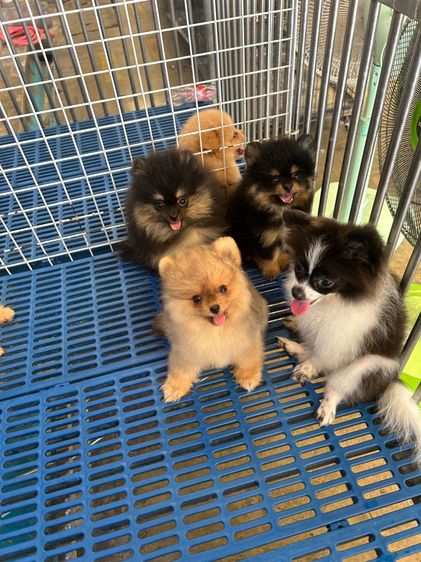 ลูกปอมเมอเรเนี่ยน รูปที่ 3