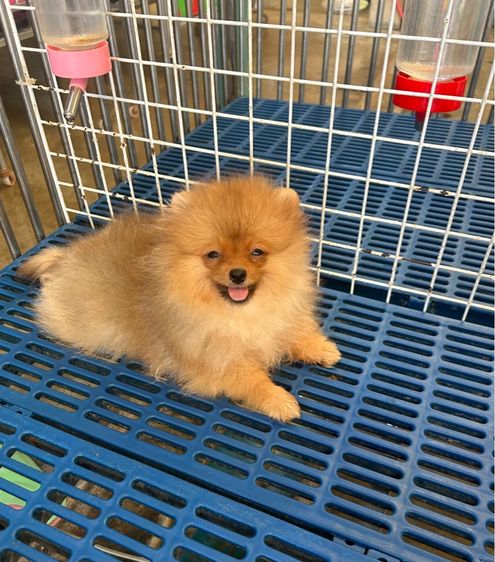 ลูกปอมเมอเรเนี่ยน รูปที่ 5