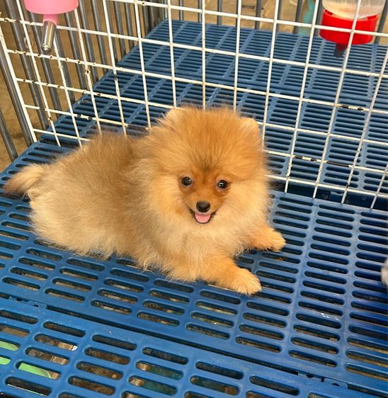 ลูกปอมเมอเรเนี่ยน รูปที่ 7