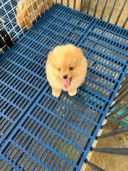 ลูกปอมเมอเรเนี่ยน รูปที่ 10