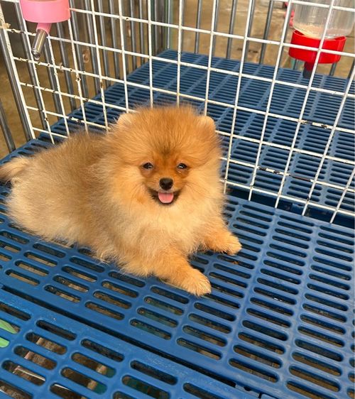 ลูกปอมเมอเรเนี่ยน รูปที่ 6