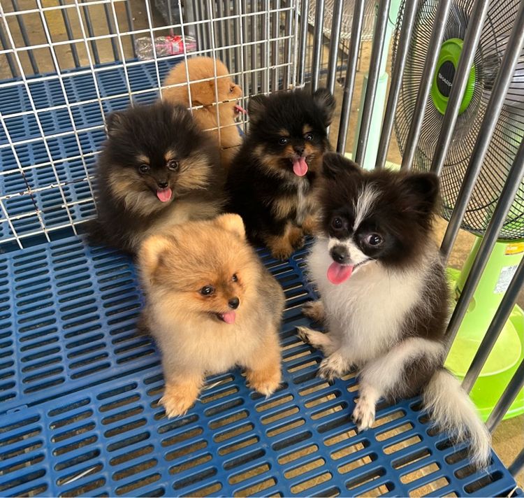 ลูกปอมเมอเรเนี่ยน รูปที่ 2