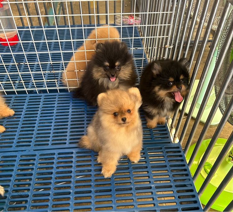 ปอมเมอเรเนียน (Pomeranian) เล็ก ลูกปอมเมอเรเนี่ยน