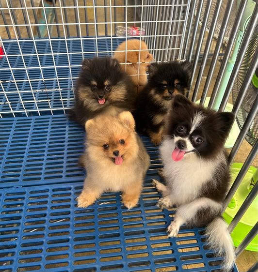 ลูกปอมเมอเรเนี่ยน รูปที่ 4