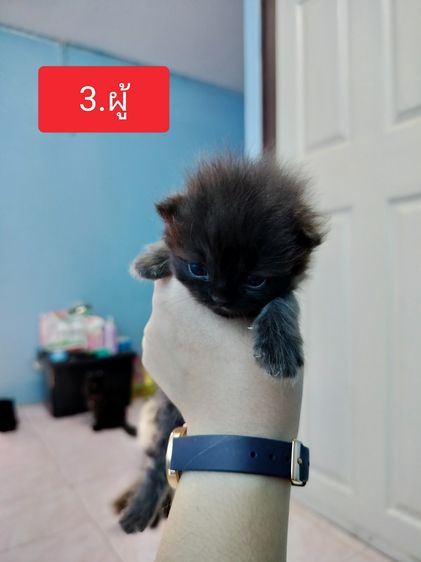 แมวเปอร์เซีย รูปที่ 3