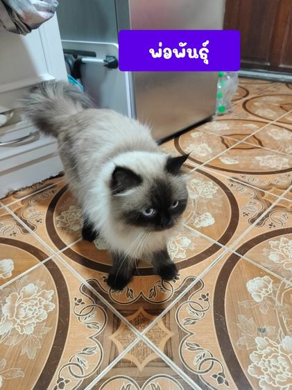 แมวเปอร์เซีย รูปที่ 5