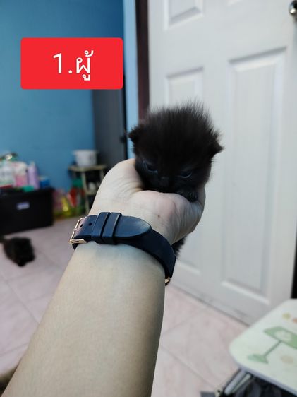 แมวเปอร์เซีย