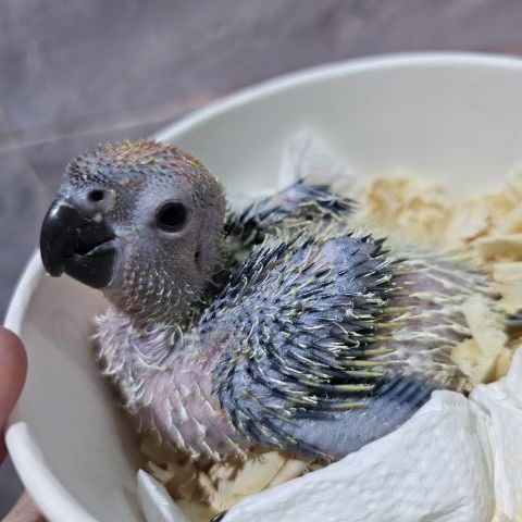 ลูกป้อนซันคอนัวร์