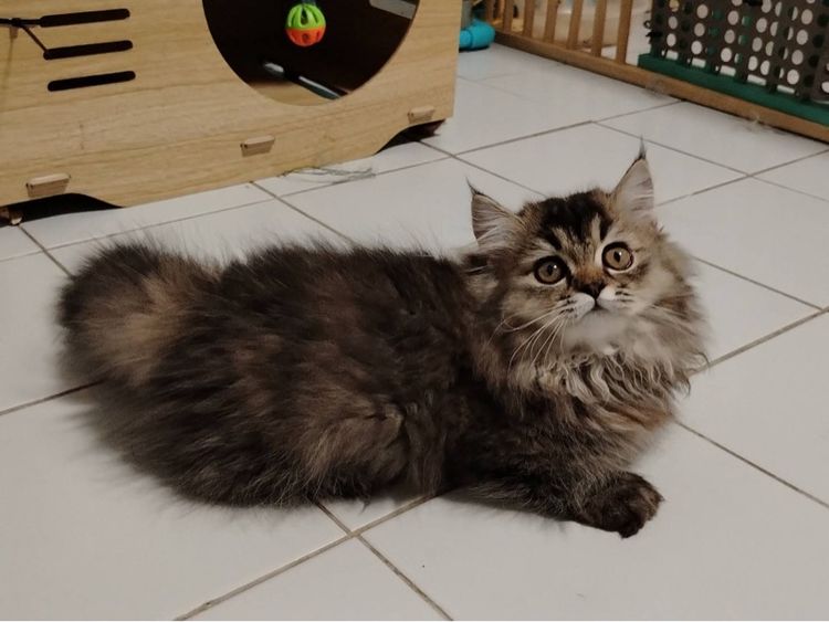 เด็กหญิงขาสั้น  รูปที่ 6