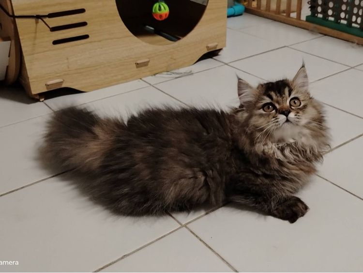 เด็กหญิงขาสั้น  รูปที่ 9