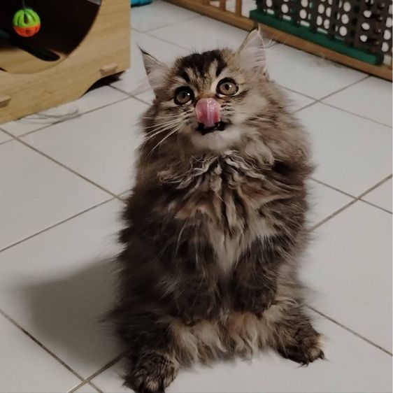 เด็กหญิงขาสั้น  รูปที่ 4