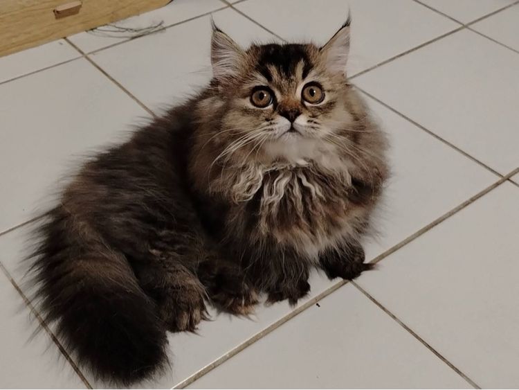 มันช์กิ้น (Munchkin) เด็กหญิงขาสั้น 