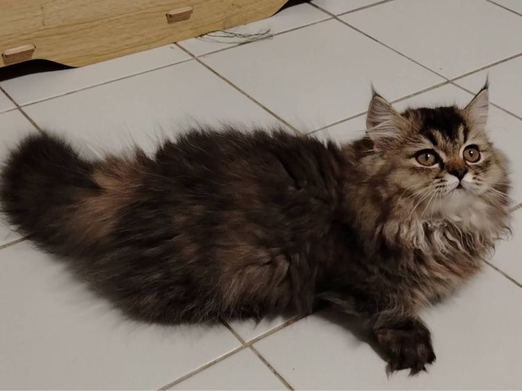 เด็กหญิงขาสั้น  รูปที่ 7