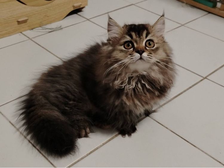 เด็กหญิงขาสั้น  รูปที่ 2