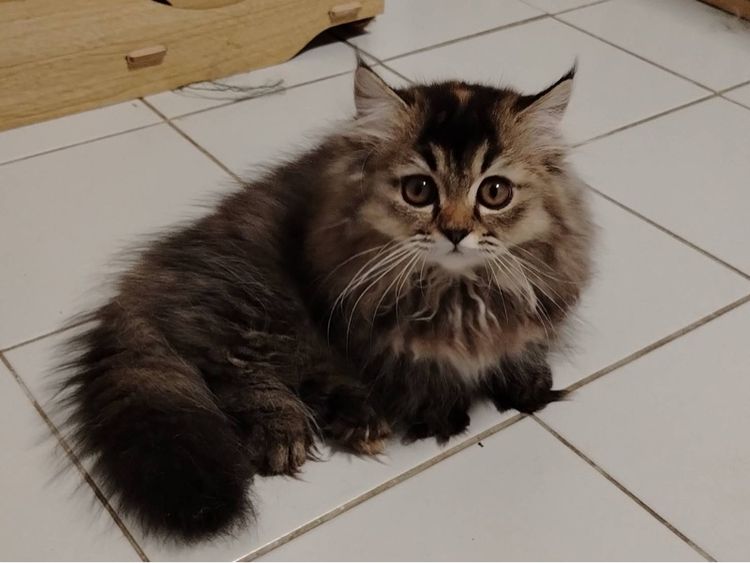 เด็กหญิงขาสั้น  รูปที่ 3