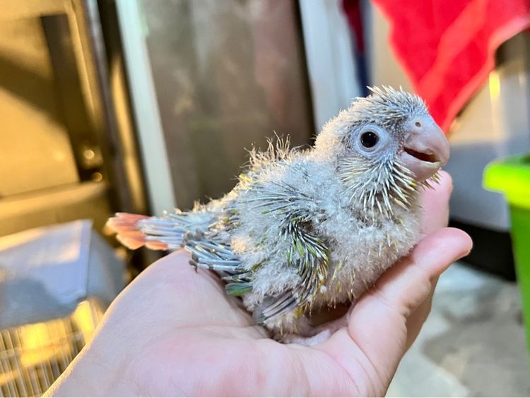 ลูกป้อน กรีนชีค พายแอปเปิ้ล รูปที่ 4