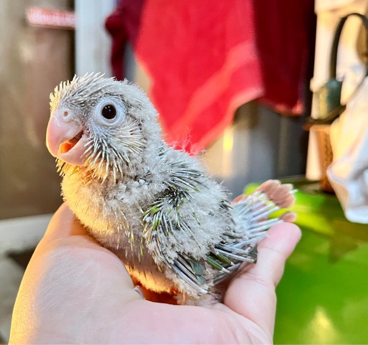 ลูกป้อน กรีนชีค พายแอปเปิ้ล รูปที่ 8