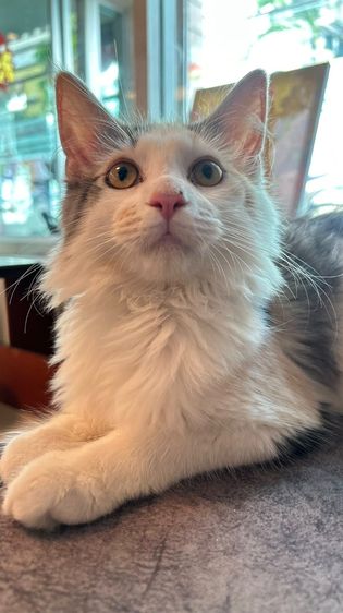 mainecoon เเมวเมนคูน รูปที่ 6