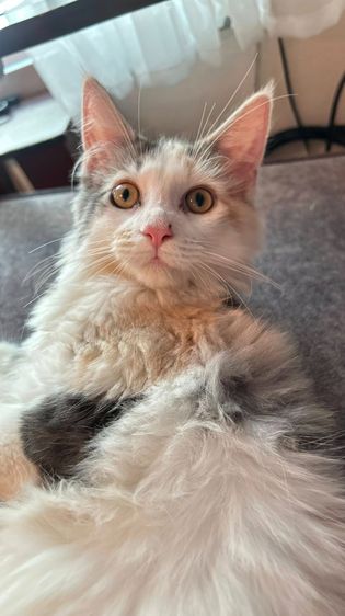 mainecoon เเมวเมนคูน รูปที่ 5