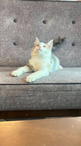 เมนคูน (Maine Coon) mainecoon เเมวเมนคูน