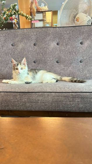 mainecoon เเมวเมนคูน รูปที่ 2