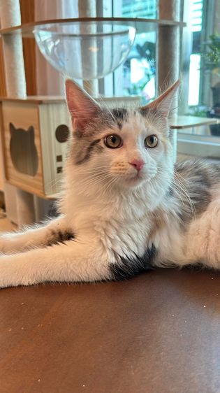 mainecoon เเมวเมนคูน รูปที่ 3