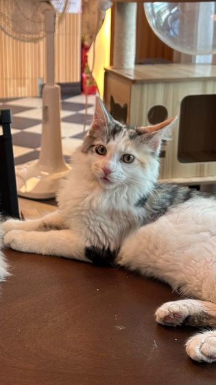 mainecoon เเมวเมนคูน รูปที่ 7