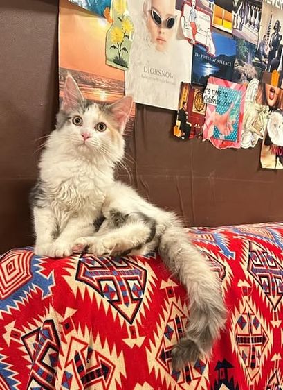 mainecoon เเมวเมนคูน รูปที่ 9