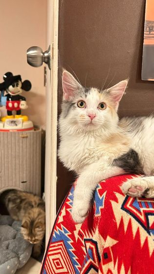 mainecoon เเมวเมนคูน รูปที่ 8