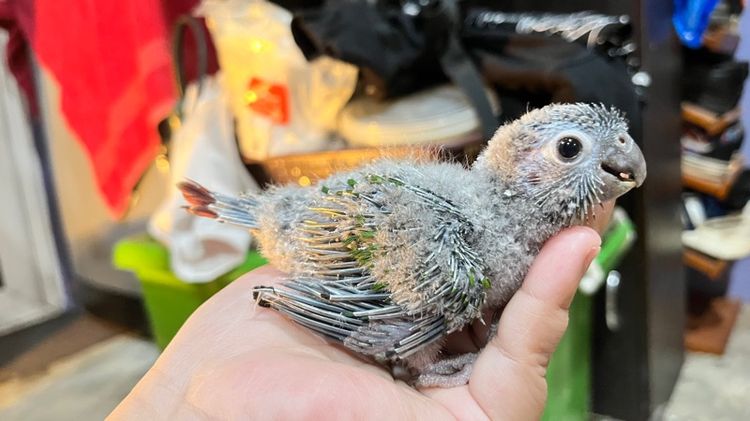 ลูกป้อน กรีนชีค เยลโล่ไซด์ รูปที่ 11