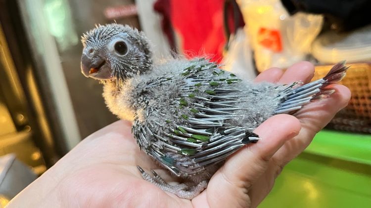 ลูกป้อน กรีนชีค เยลโล่ไซด์ รูปที่ 5