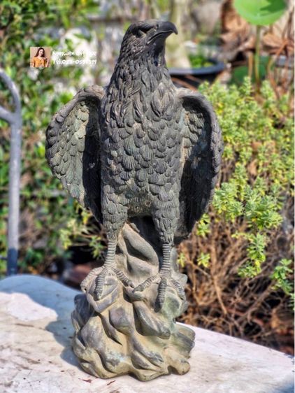 อินทรีทองเหลืองเก่า รูปที่ 6