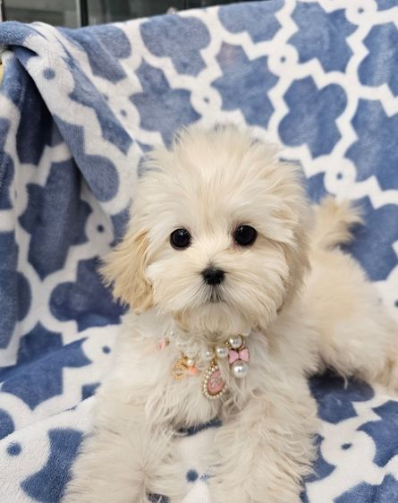 อื่นๆ เล็ก Maltese  Poodle  Maltipoo