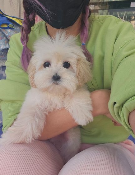 Maltese  Poodle  Maltipoo รูปที่ 2