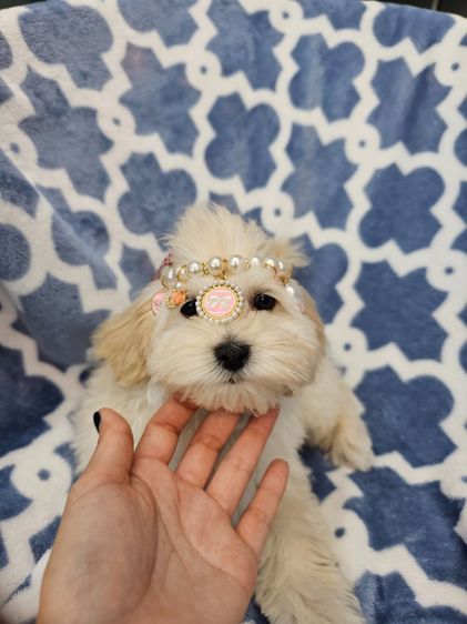 Maltese  Poodle  Maltipoo รูปที่ 3