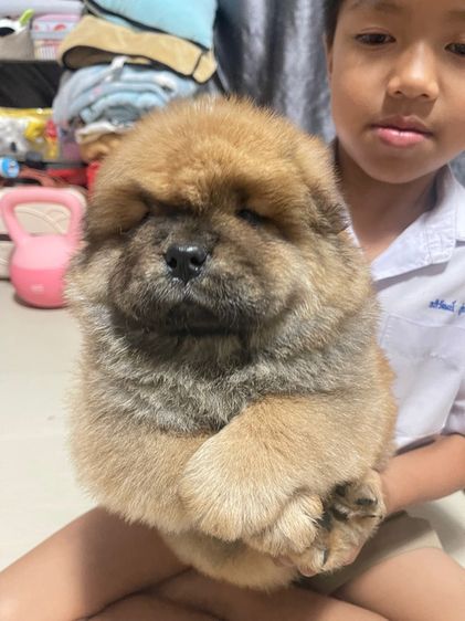 เชาเชา (Chow Chow) กลาง หมาเชาว์