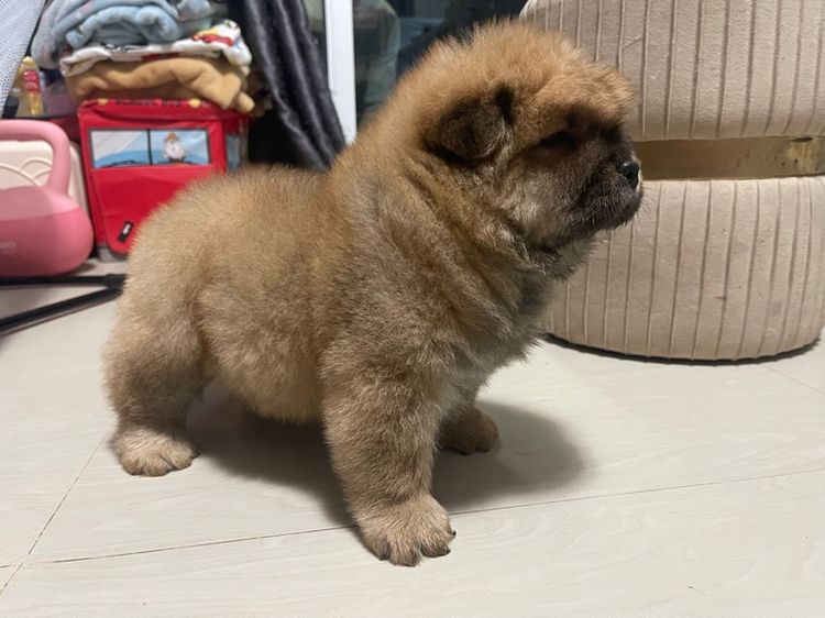 หมาเชาว์ รูปที่ 6