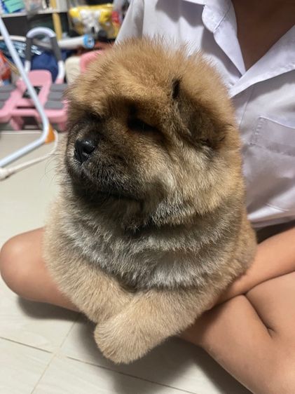 หมาเชาว์ รูปที่ 2